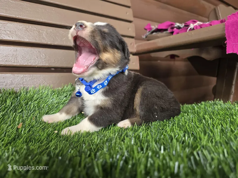 Lil Bear – Australian Shepherd puppy for sale in Coldwater, MI