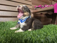 Lil Bear, a male Australian Shepherd for sale in Coldwater, MI – Photo 1 of 6