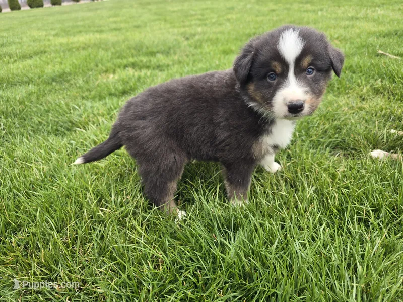 Lil Bear – Australian Shepherd puppy for sale in Coldwater, MI
