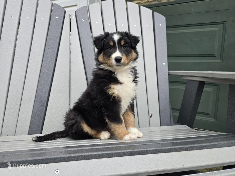 Lil Bear – Australian Shepherd puppy for sale in Coldwater, MI