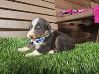 Lil Bear, a male Australian Shepherd for sale in Coldwater, MI – Photo 2 of 6