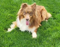 Lil Bear, a male Australian Shepherd for sale in Coldwater, MI – Photo 6 of 6