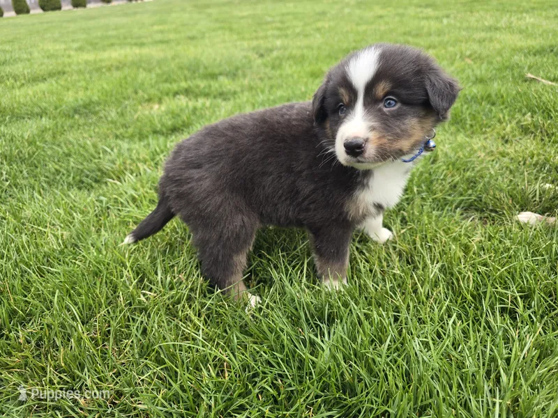 Lil Bear – Australian Shepherd puppy for sale in Coldwater, MI
