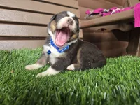 Lil Bear, a male Australian Shepherd for sale in Coldwater, MI – Photo 3 of 6