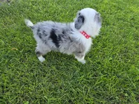Apollo , a male Toy Australian Shepherd for sale in Coldwater, MI – 4 of 7
