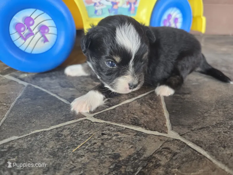 Black tri male – Toy Australian Shepherd puppy for sale in Coldwater, MI
