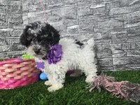 Maria, a female Poodle - Toy  and Miniature Aussiedoodle for sale in Coldwater, MI – Photo 4 of 4