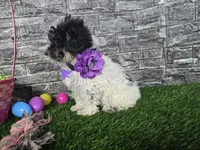 Maria, a female Poodle - Toy  and Miniature Aussiedoodle for sale in Coldwater, MI – Photo 2 of 4
