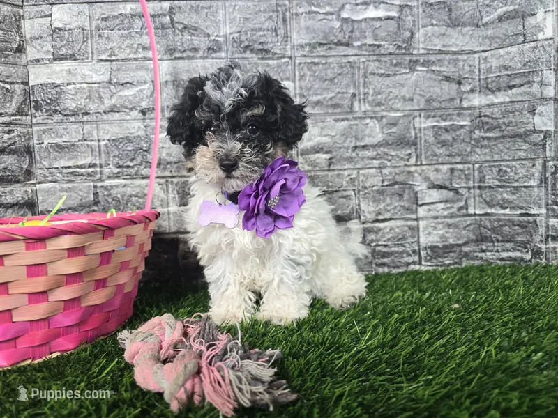 Maria – Poodle - Toy , Miniature Aussiedoodle puppy for sale in Coldwater, MI