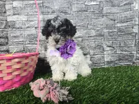Maria, a female Poodle - Toy  and Miniature Aussiedoodle for sale in Coldwater, MI – Photo 1 of 4