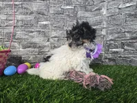 Maria, a female Poodle - Toy  and Miniature Aussiedoodle for sale in Coldwater, MI – Photo 3 of 4