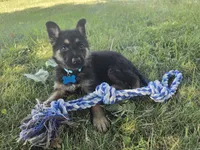 Prince, a male German Shepherd Dog for sale in Coldwater, MI – 2 of 5