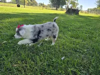 Maria, a female Toy Australian Shepherd for sale in Coldwater, MI – 9 of 9