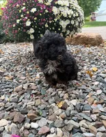 Ivory, a female Poodle - Toy  and Miniature Aussiedoodle for sale in Coldwater, MI – 2 of 2