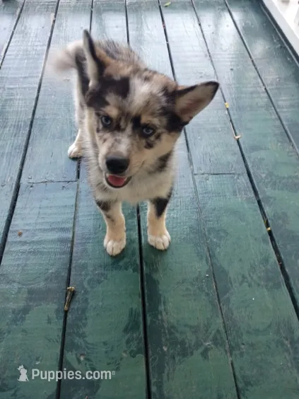 Waylon  – Pomsky puppy for sale in Coldwater, MI