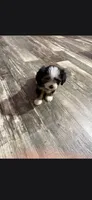 Alisha , a female Havanese and Toy Australian Shepherd for sale in Coldwater, MI – 2 of 3