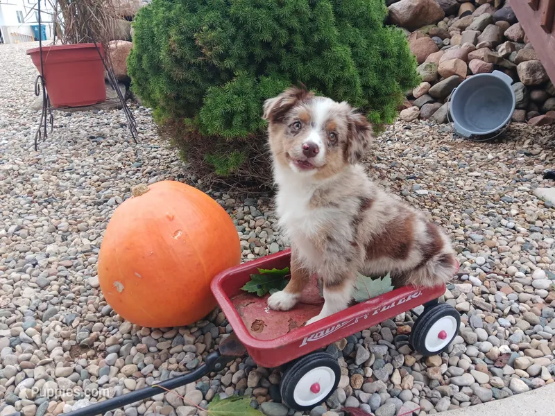 Red merle male – Toy Australian Shepherd puppy for sale in Coldwater, MI