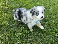 Harper, a male Toy Australian Shepherd for sale in Coldwater, MI – 3 of 7