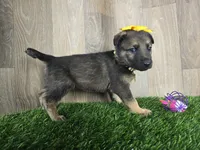 Stella, a female German Shepherd Dog for sale in Coldwater, MI – 2 of 3