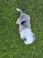 Apollo , a male Toy Australian Shepherd for sale in Coldwater, MI – 3 of 7