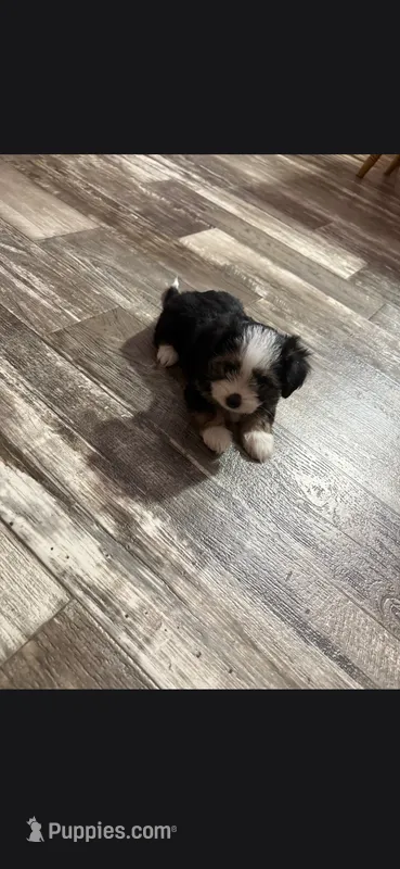Alisha  – Havanese, Toy Australian Shepherd puppy for sale in Coldwater, MI