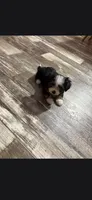 Alisha , a female Havanese and Toy Australian Shepherd for sale in Coldwater, MI – 1 of 3