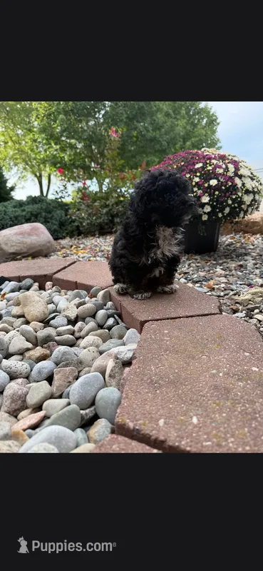 Ivory – Poodle - Toy , Miniature Aussiedoodle puppy for sale in Coldwater, MI