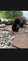 Ivory, a female Poodle - Toy  and Miniature Aussiedoodle for sale in Coldwater, MI – 1 of 2