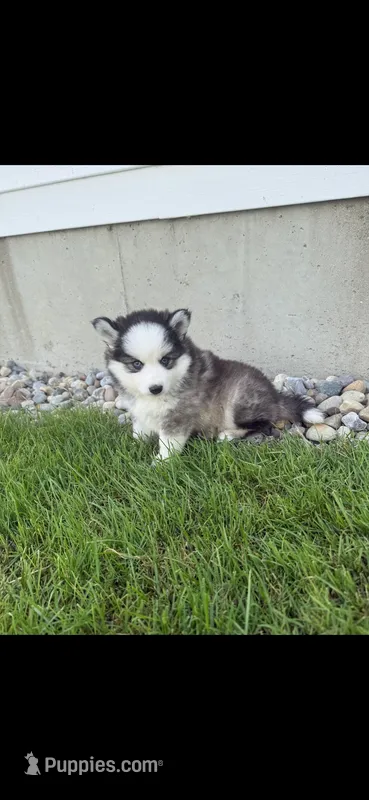 Ivory~Ready now – Pomsky puppy for sale in Coldwater, MI