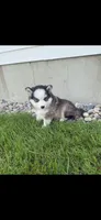 Ivory~Ready now, a female Pomsky for sale in Coldwater, MI – 1 of 2