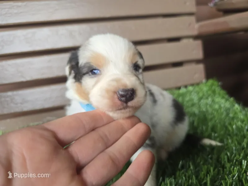 Cash – Australian Shepherd puppy for sale in Coldwater, MI
