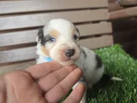 Cash, a male Australian Shepherd for sale in Coldwater, MI – Photo 1 of 4