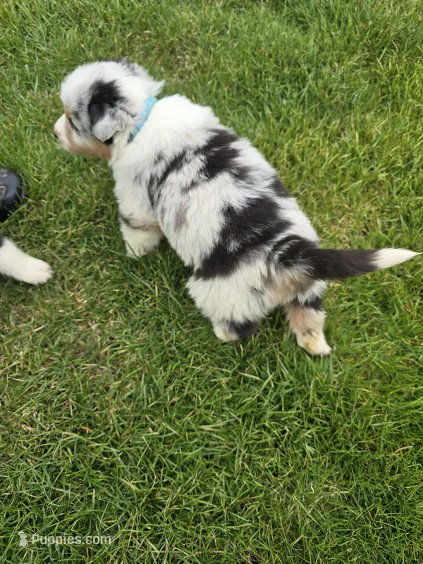 Cash – Australian Shepherd puppy for sale in Coldwater, MI