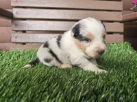 Cash, a male Australian Shepherd for sale in Coldwater, MI – Photo 2 of 4