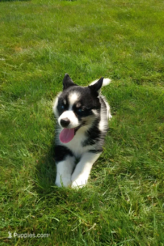 Betsy – Pomsky puppy for sale in Coldwater, MI