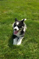 Betsy, a female Pomsky for sale in Coldwater, MI – 1 of 1