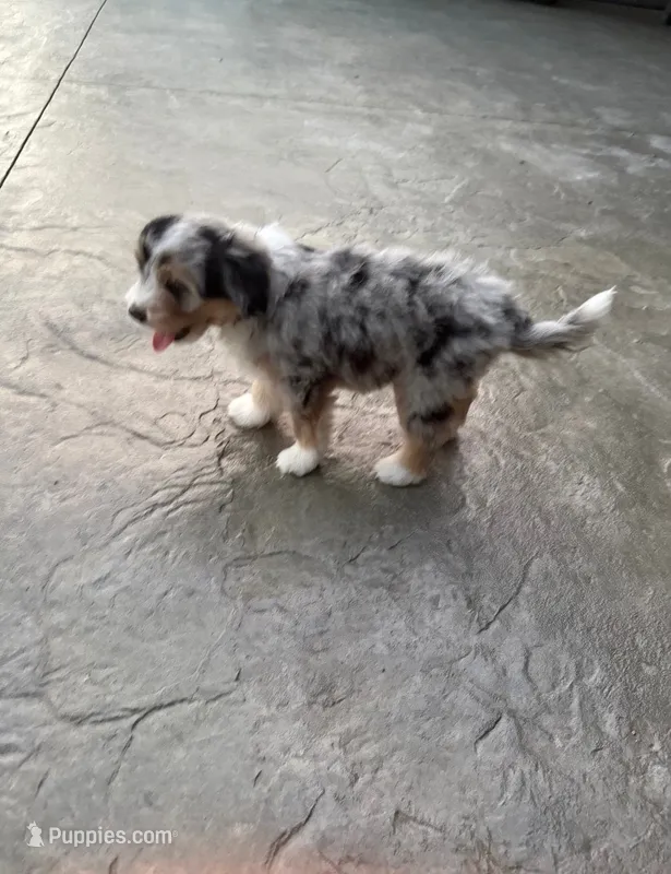 Ranger – Havanese, Toy Australian Shepherd puppy for sale in Coldwater, MI