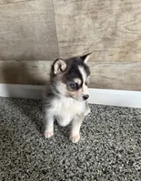 Bella, a female Pomsky for sale in Coldwater, MI – Photo 2 of 2