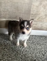 Bella, a female Pomsky for sale in Coldwater, MI – Photo 1 of 2