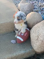 Remington , a male Australian Shepherd for sale in Coldwater, MI – Photo 2 of 5