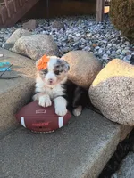 Remington , a male Australian Shepherd for sale in Coldwater, MI – Photo 5 of 5