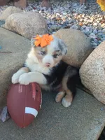 Remington , a male Australian Shepherd for sale in Coldwater, MI – Photo 3 of 5