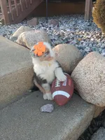 Remington , a male Australian Shepherd for sale in Coldwater, MI – Photo 4 of 5