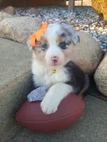 Remington , a male Australian Shepherd for sale in Coldwater, MI – Photo 1 of 5