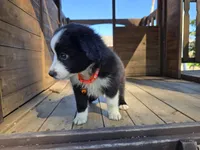 Ace, a male Toy Australian Shepherd for sale in Coldwater, MI – 4 of 5