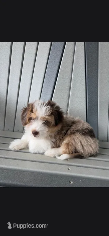 Smokey – Havanese, Toy Australian Shepherd puppy for sale in Coldwater, MI