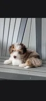 Smokey, a male Havanese and Toy Australian Shepherd for sale in Coldwater, MI – 1 of 1