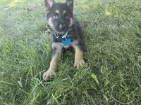 Prince, a male German Shepherd Dog for sale in Coldwater, MI – 5 of 5