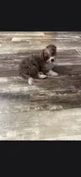 Beauty , a female Havanese and Toy Australian Shepherd for sale in Coldwater, MI – 3 of 8