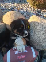 Rebel, a male Australian Shepherd for sale in Coldwater, MI – Photo 2 of 2
